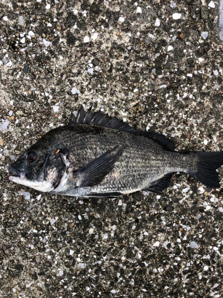 朝からエビ撒き