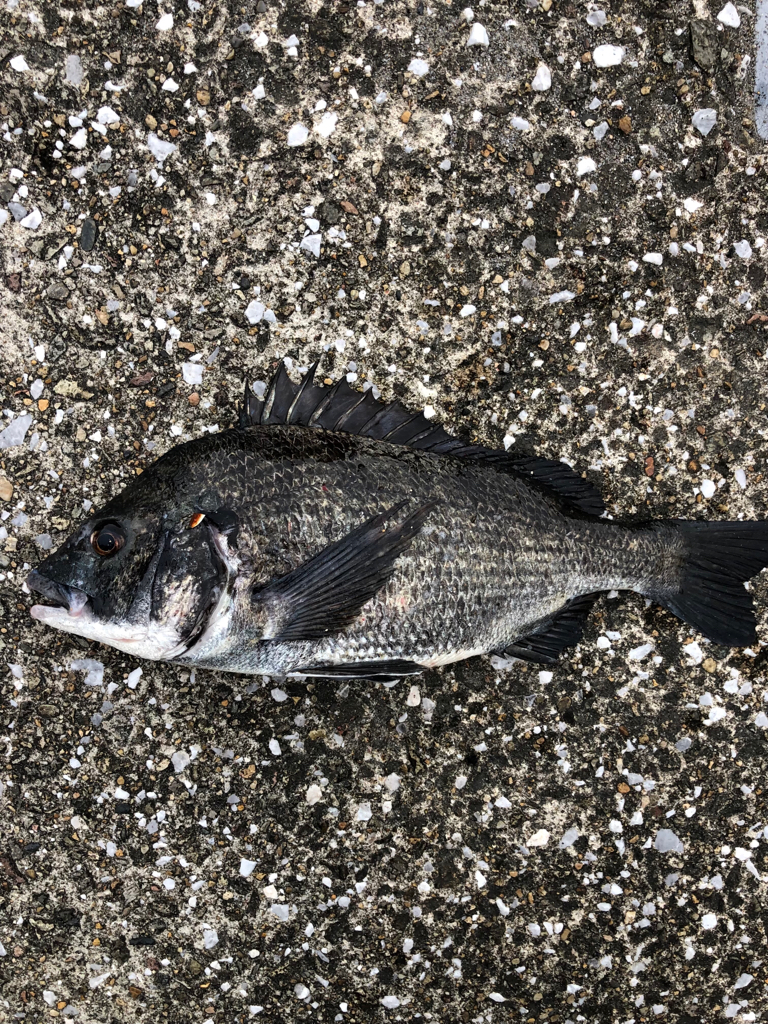 朝からエビ撒き