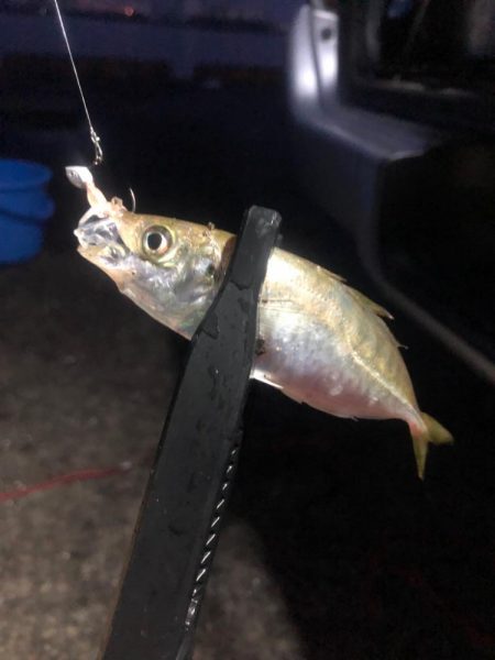 基本豆アジング