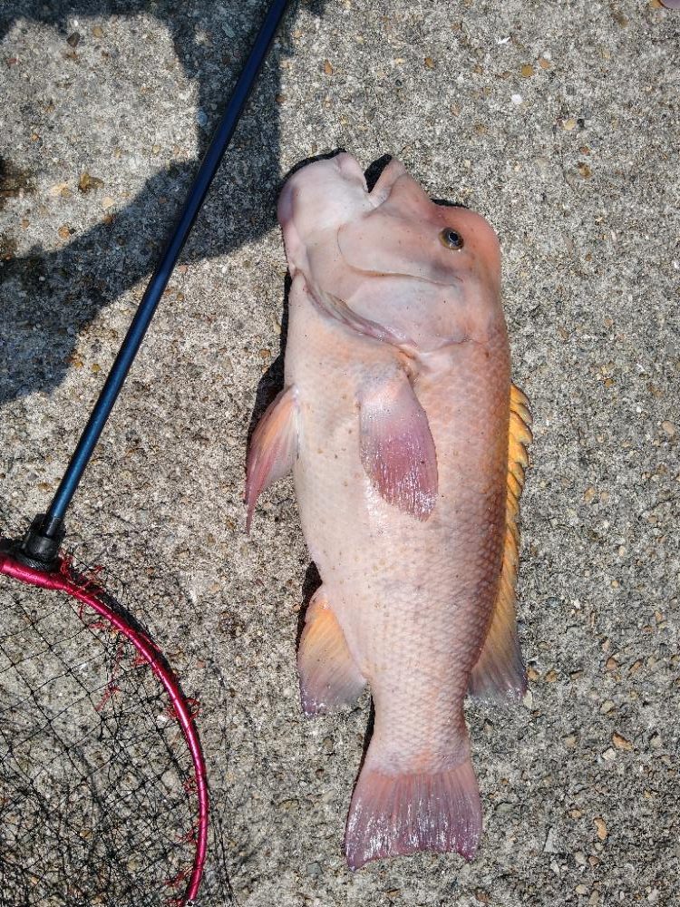 これは雄かな？