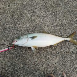 ショアジギとメバリング