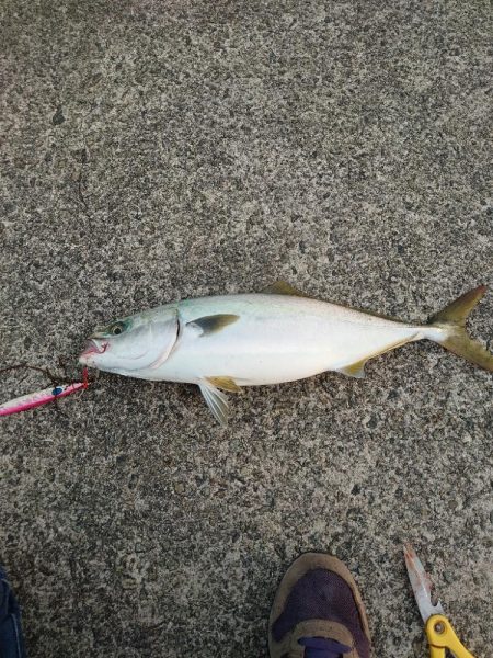 ショアジギとメバリング