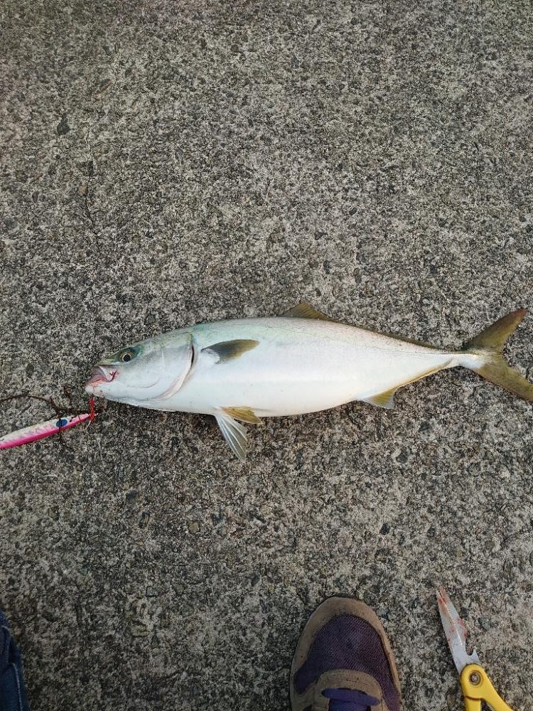 ショアジギとメバリング