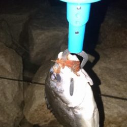 チニング安定釣果