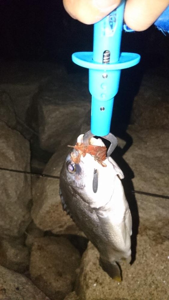 チニング安定釣果