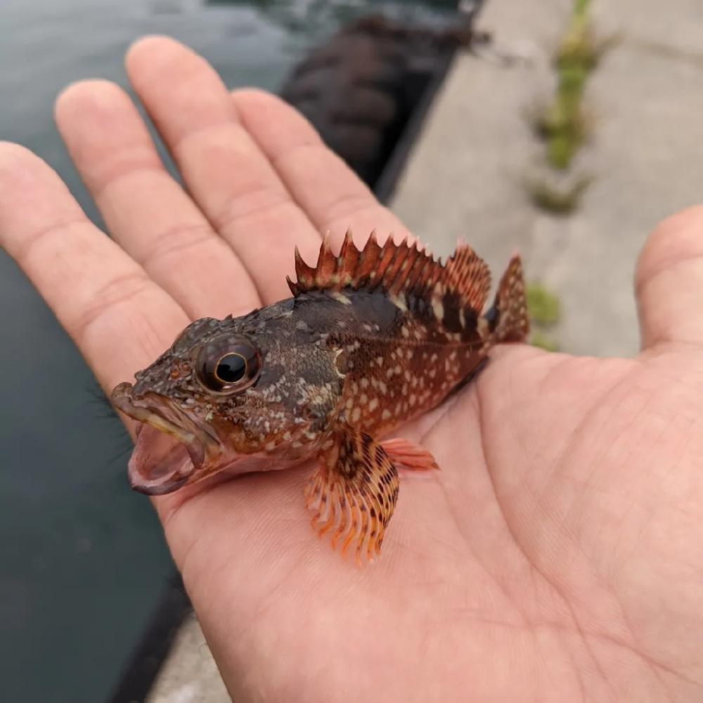 え?アジわ?…#$=@#$