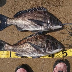 博多区須崎埠頭 チヌ