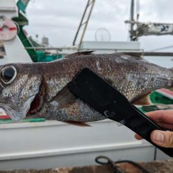 今シーズン初クロムツ