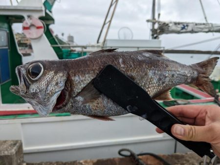 今シーズン初クロムツ