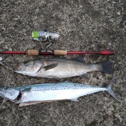 堤防とサーフで三目