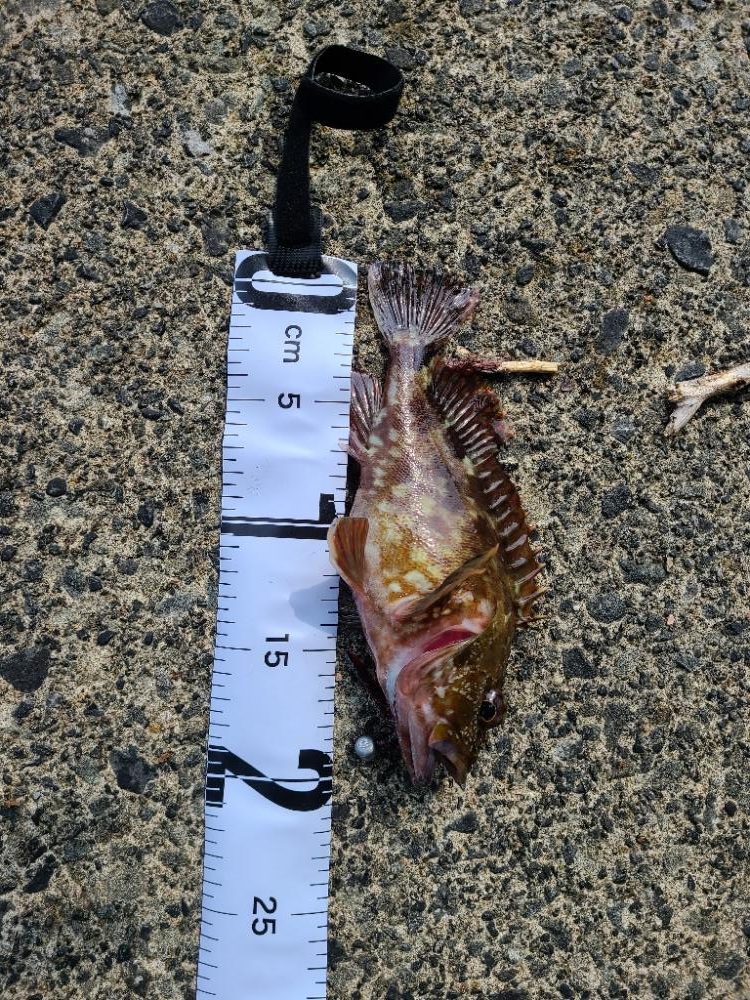 ロックフィッシュ好調!