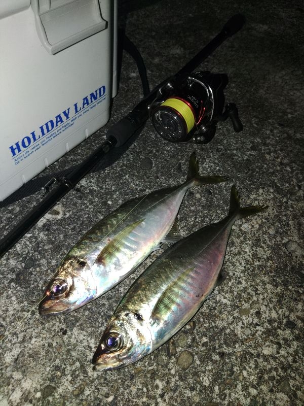 (泣尺アジ)フロートゲーム~