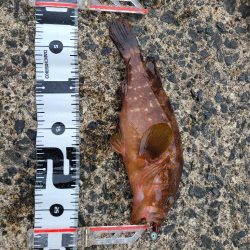 新たなるヤツが