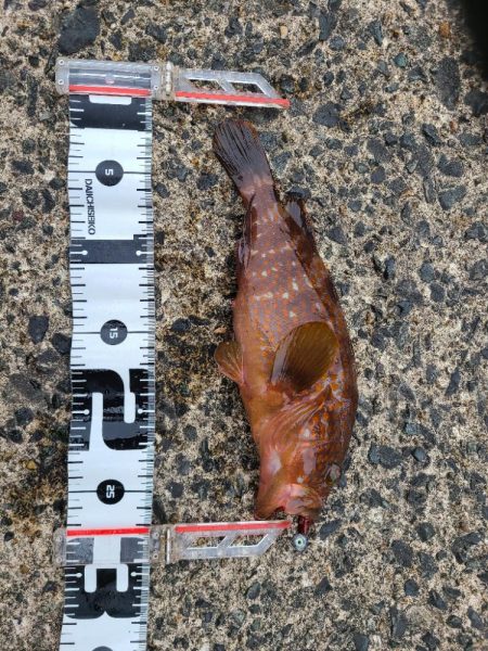 新たなるヤツが