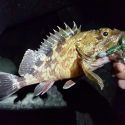 久々のライトゲーム