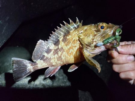 久々のライトゲーム