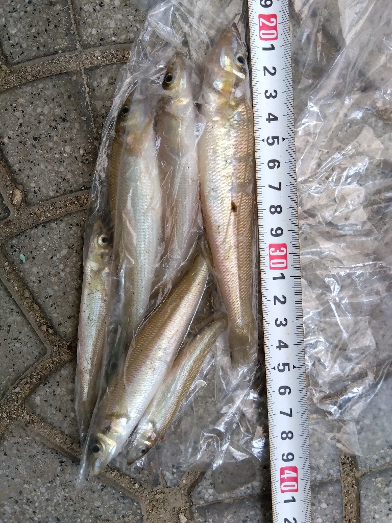 大塩海岸のキス釣り