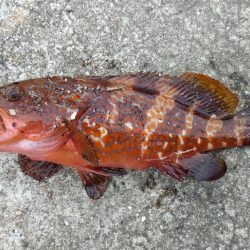 久しぶりの釣行