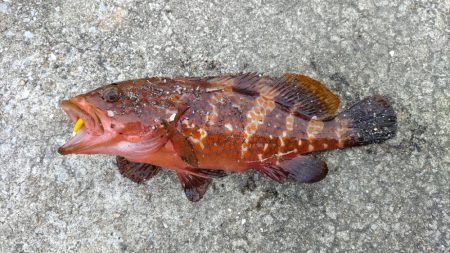 久しぶりの釣行