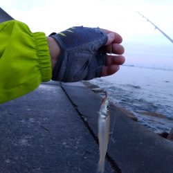 苅屋海岸のキス釣り