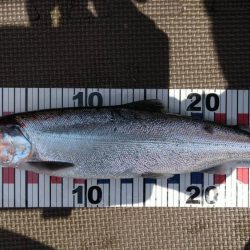 ビワマスジギング