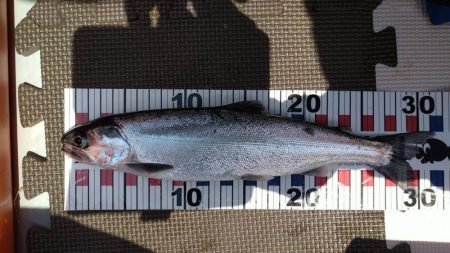 ビワマスジギング