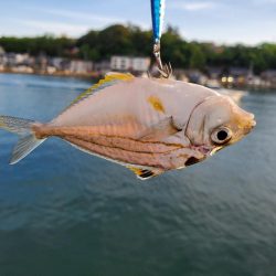 引きを求めて…