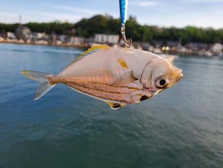 引きを求めて…