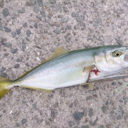 一面ベイトだらけ