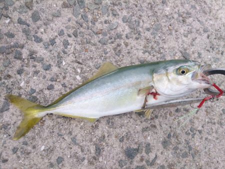 一面ベイトだらけ