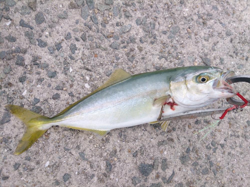 一面ベイトだらけ