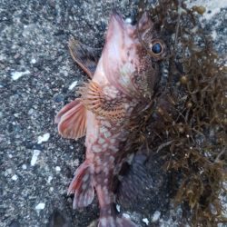 アジ探し@湯浅周辺