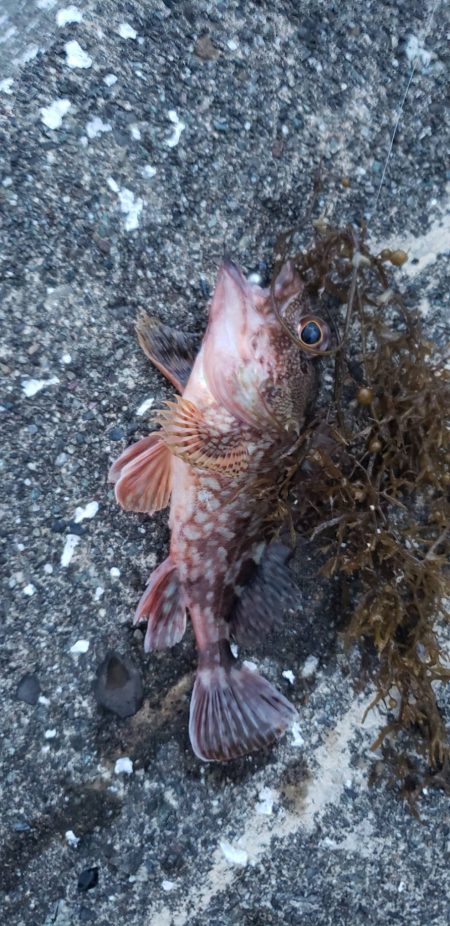 アジ探し@湯浅周辺