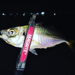 アジング@岸和田