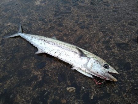 チョイ荒れ釣行