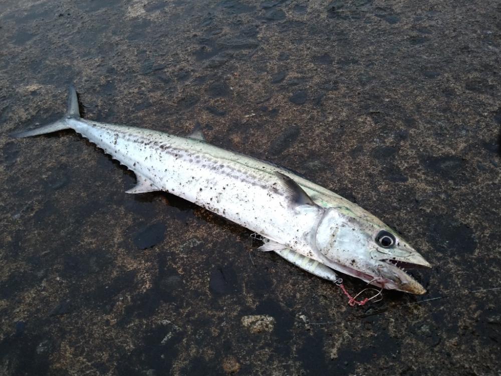 チョイ荒れ釣行