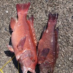 コブダイ釣り(照さんと三男)