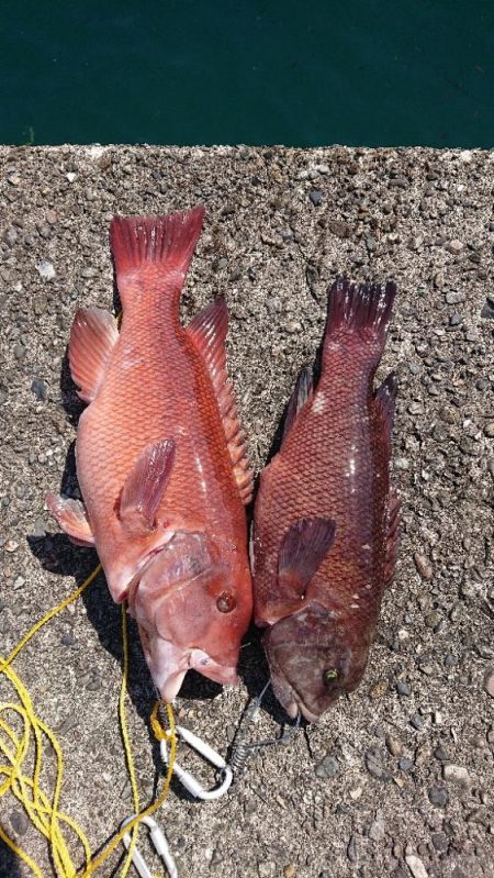 コブダイ釣り(照さんと三男)