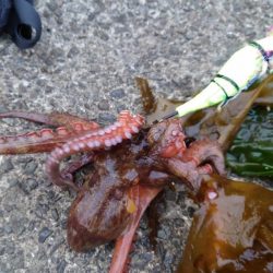 タコ、成長してきた