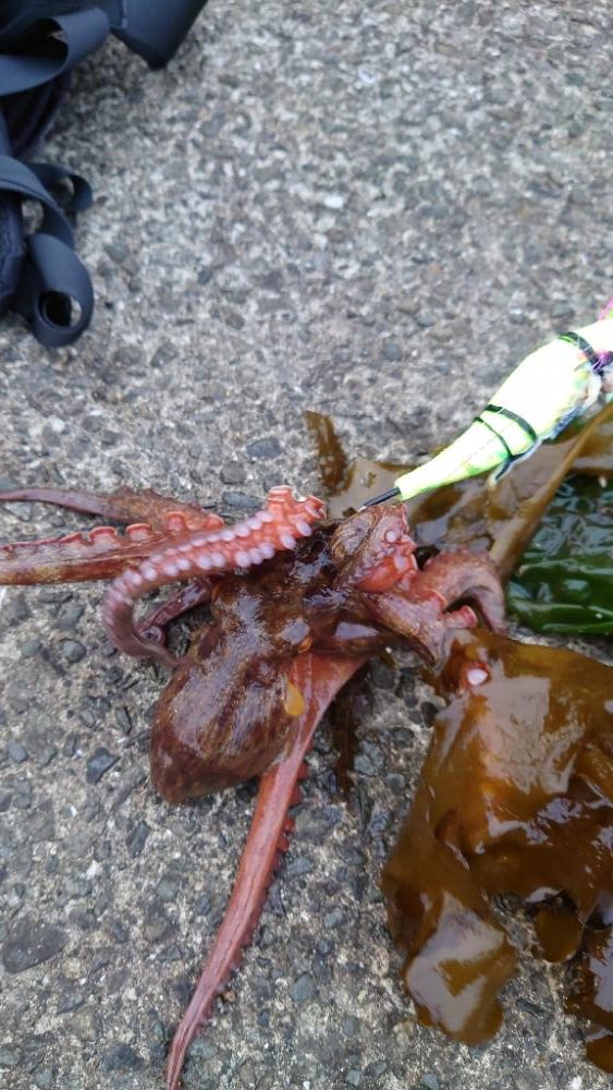 タコ、成長してきた