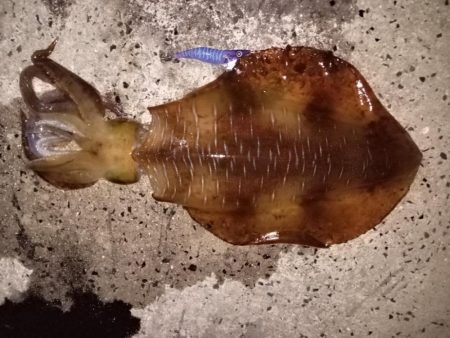 またもや２キロアップ！