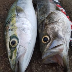 ショアプラッキング