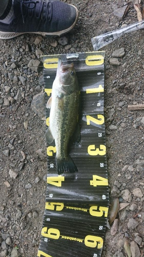 夏期満水おかっぱり津久井湖