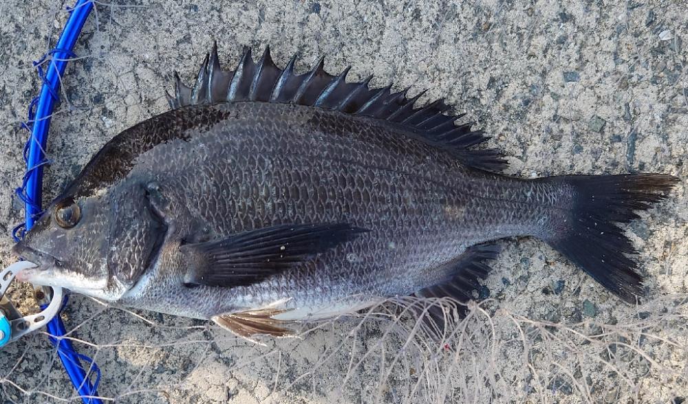 紀州釣りに挑戦