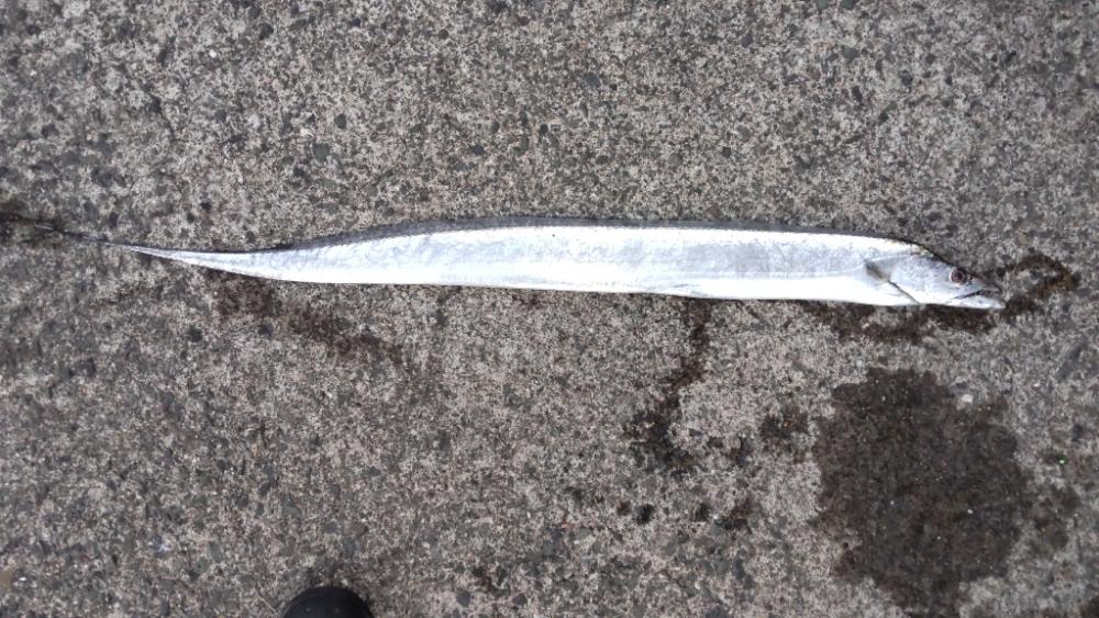 まさかの…ドラゴン!