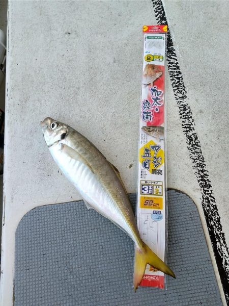 アジ狙いの乗合船