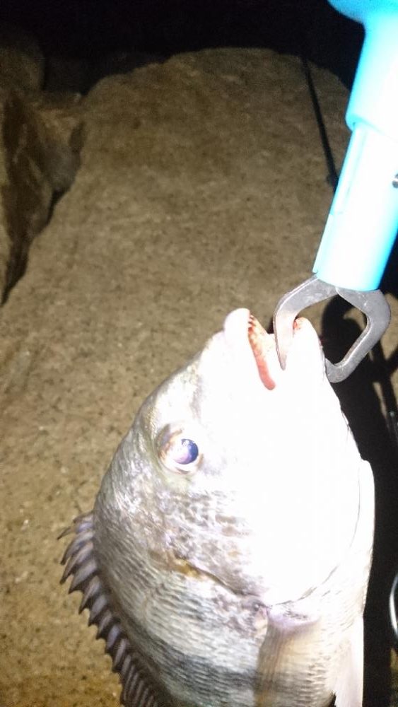 シーバス釣れない。