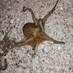 タコ釣り