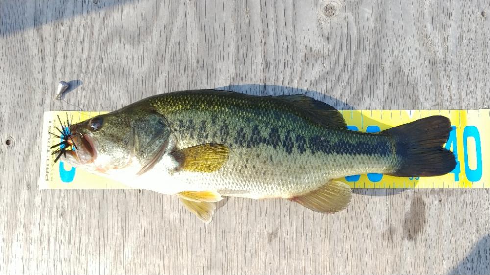 朝イチ短時間釣行