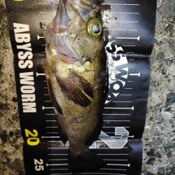 メバリング@樽井